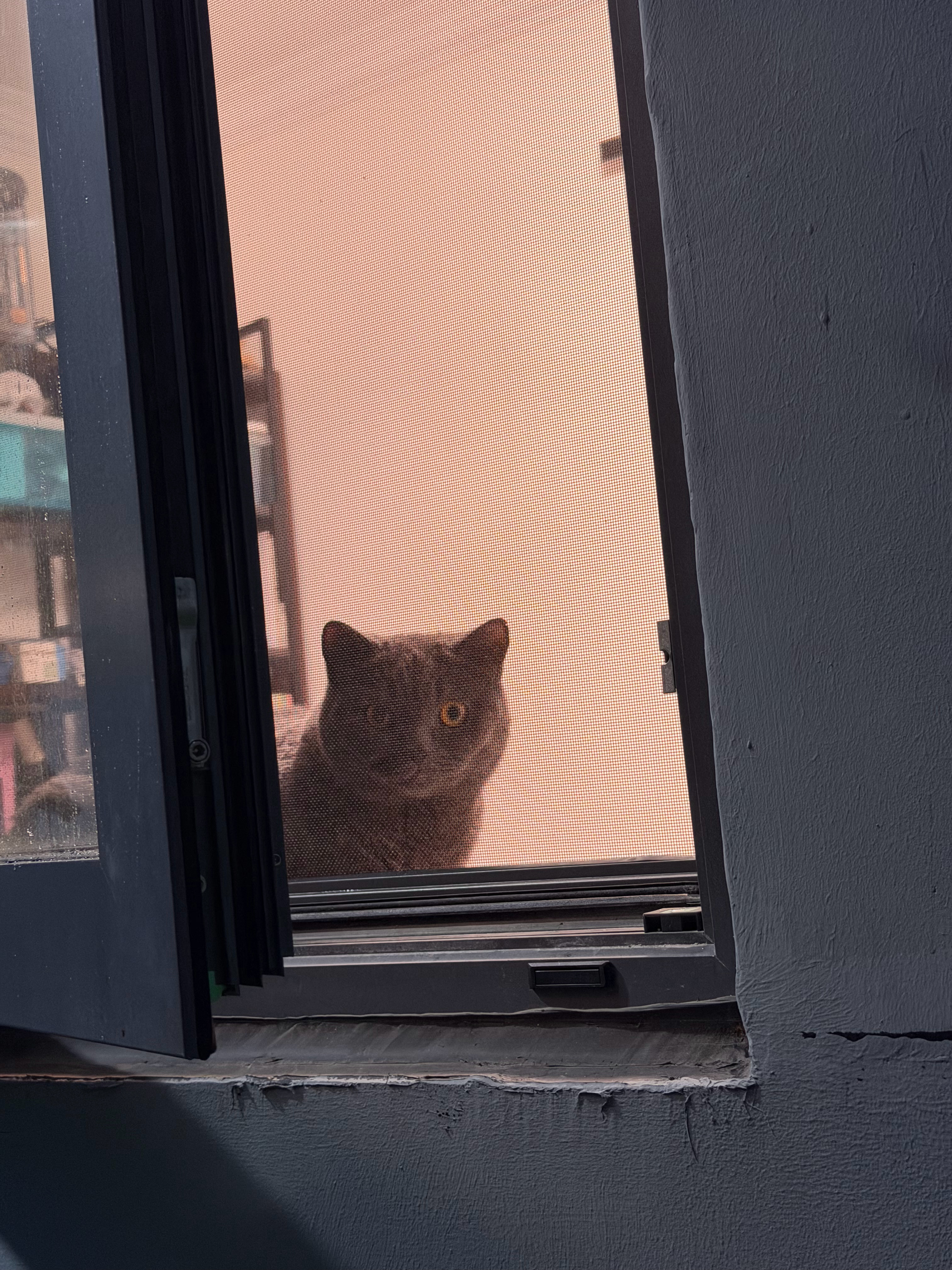 实时猫情