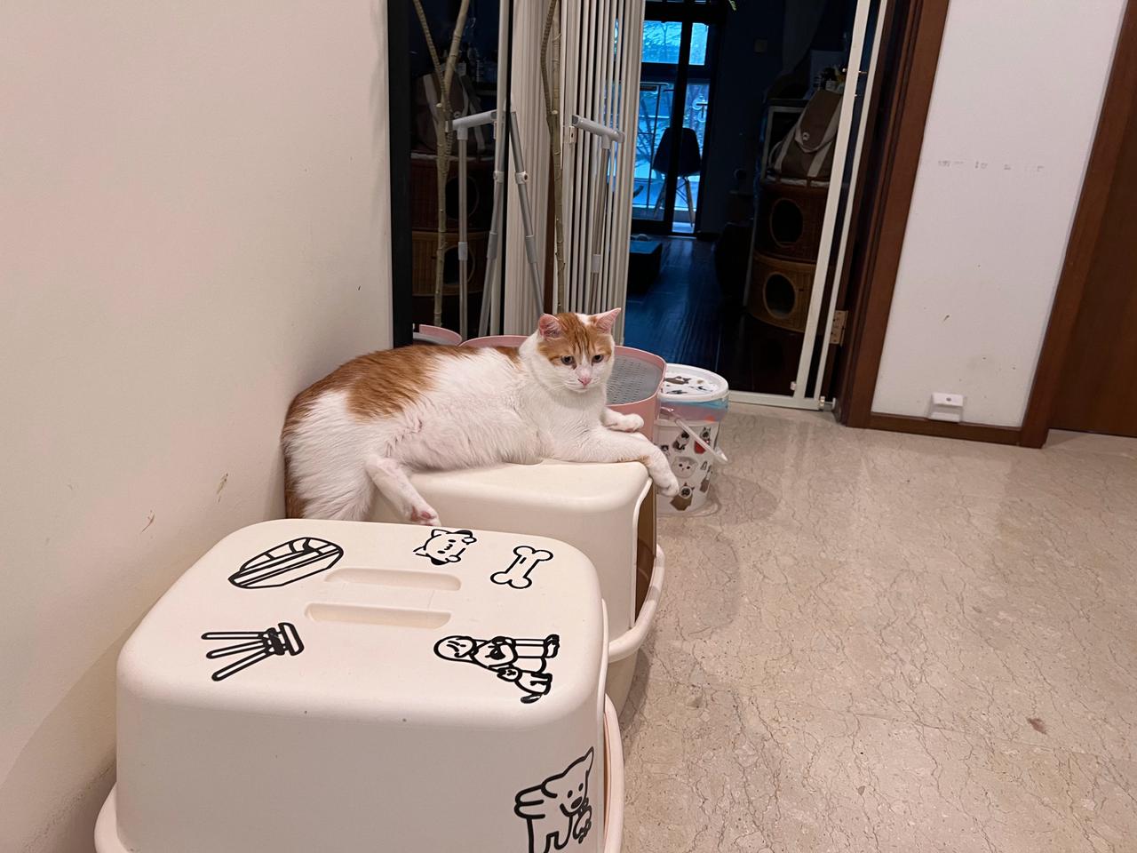 二楼猫砂盆付费使用  5毛一位  欢迎光临[灵光一闪]