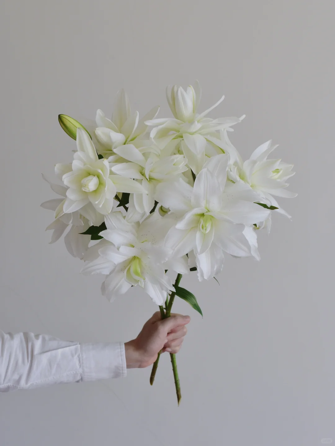 百合·莲花美人