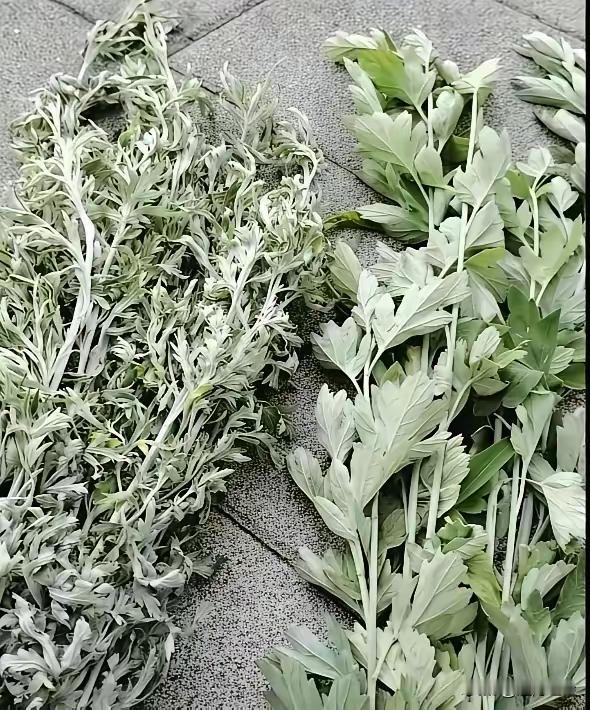 端午节的标配，“艾草”和“艾蒿”，到底如何辨认？这对我们趋利避邪到底有何作用？