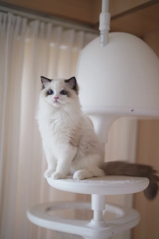 找🏡｜小熊猫宝宝🐼