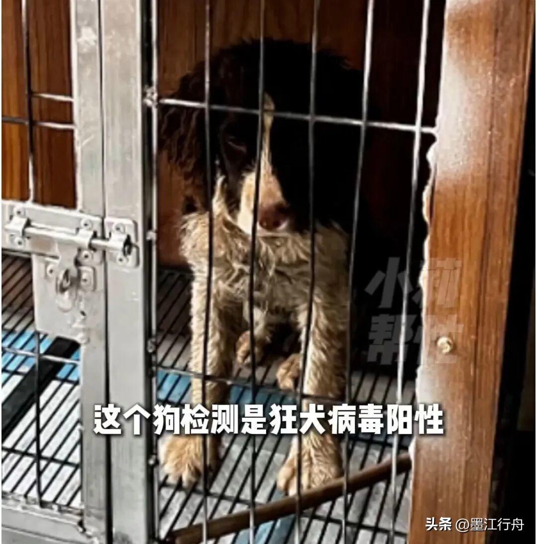 女子遭流浪狗尾随入室咬伤，狂犬病毒检测呈阳性，多方回应。近日，河南省焦作市某小区