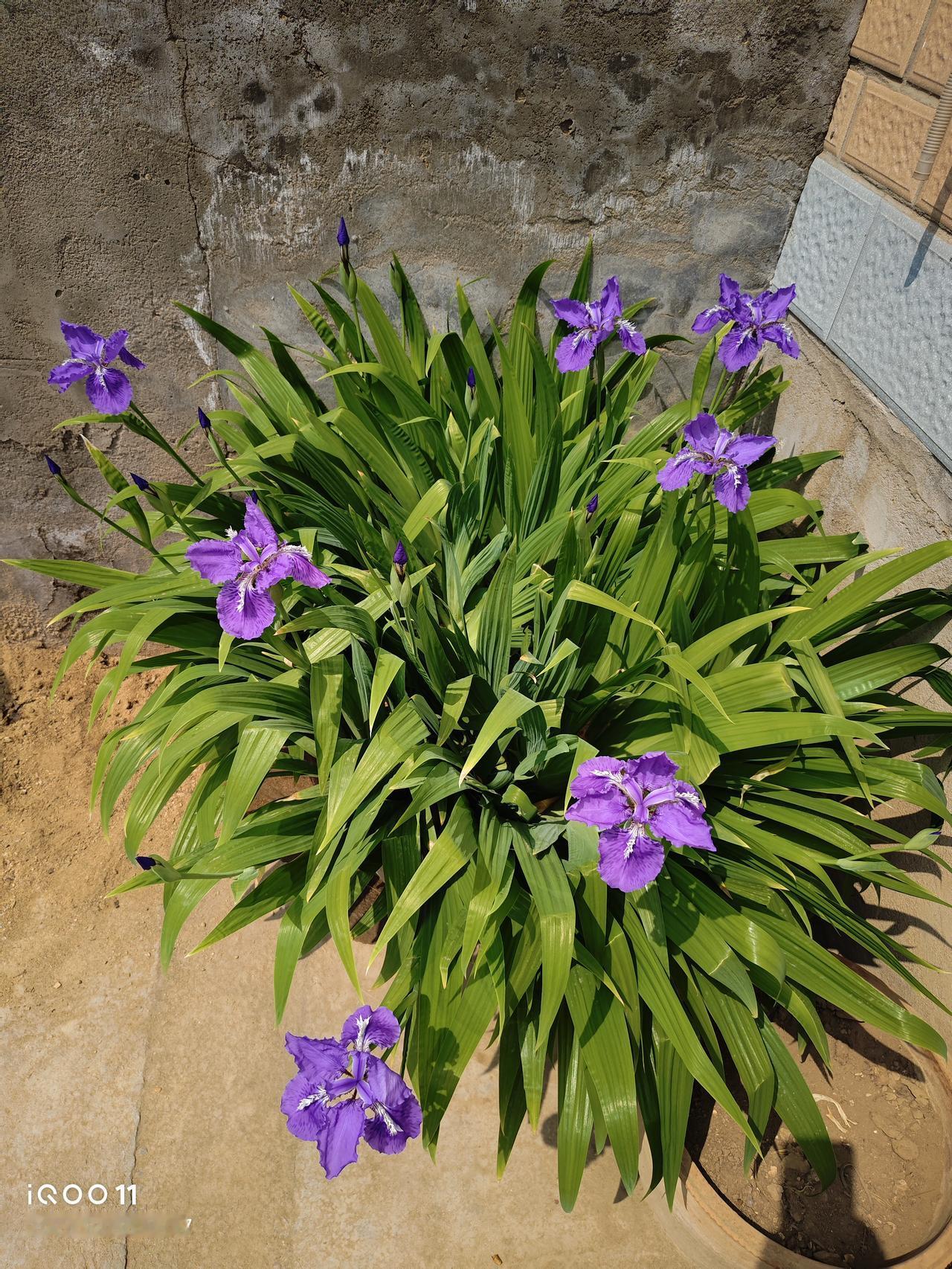 这种鸢尾花叫蓝色妖姬，只是我的手机拍不出它的美，颜色有些紫色了。

它很好养的，