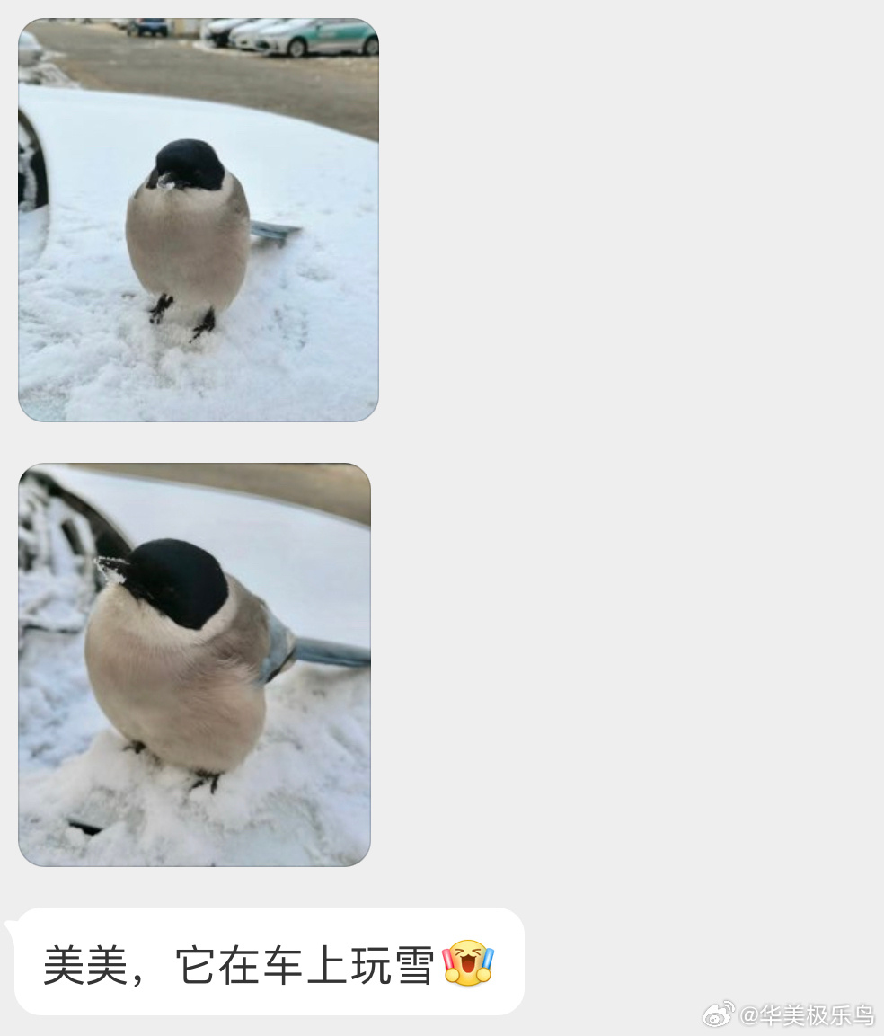 #鸟粉投稿# 古灵精怪的【灰喜鹊】胖乎乎的 好可爱！ ​​​