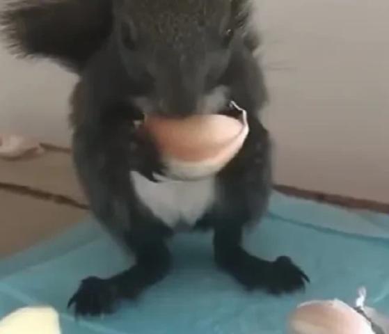 男子开了一家拉面馆每天需要大量蒜瓣，自从他投喂了一只小松鼠后，这只小松鼠每天吃饱