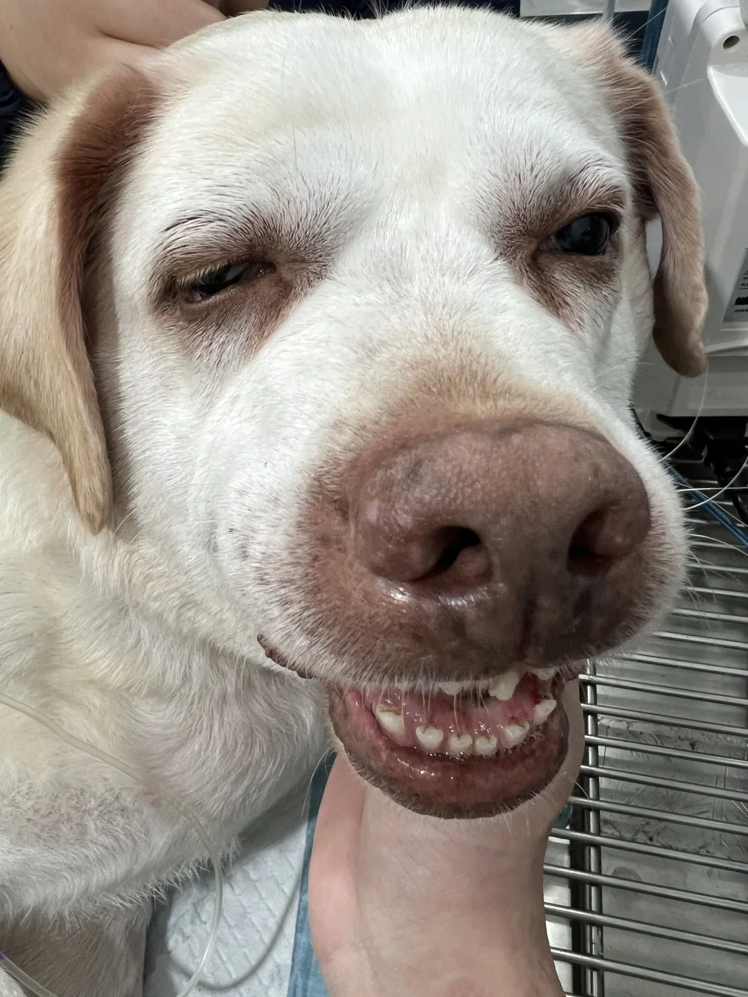 大胖🐶很容易脂肪瘤