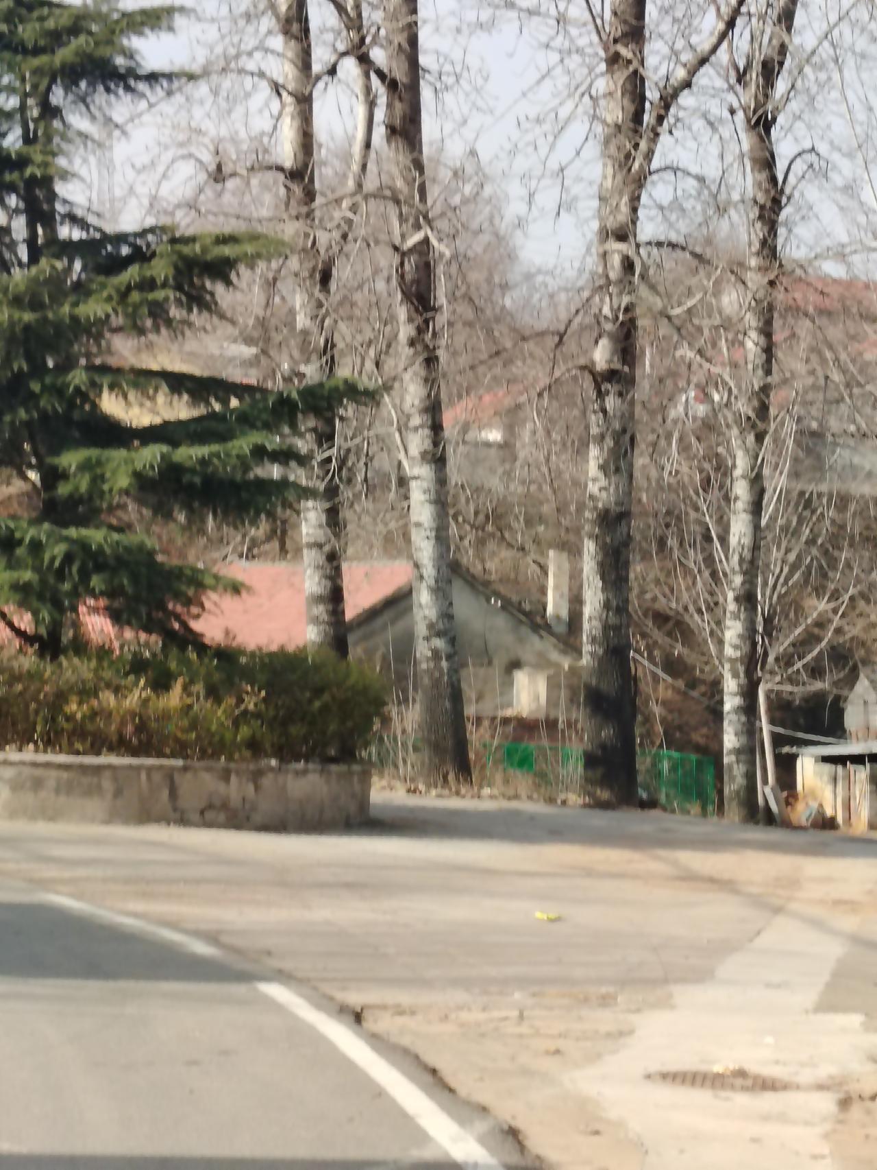 一一兔哥
直立在老家村头的老白杨树，也叫钻天杨。是爷爷们用引进的新品种做接穗，与