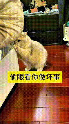 这视频我翻来覆去看了好几遍，真是又好气又好笑。
这小猫心眼子太足了，偷偷扒着床挠