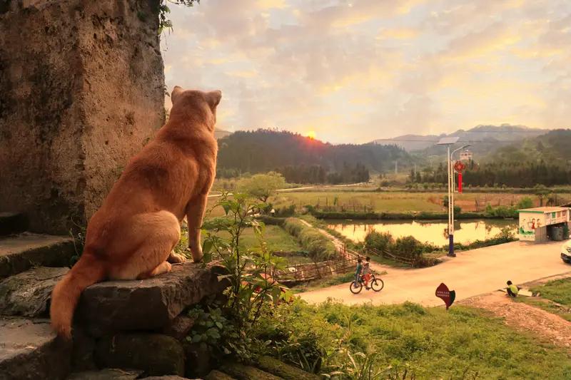 看到“鸡鸣天欲晓”这个上联，一下子就来了兴致。对联讲究对仗工整、平仄协调，这上联