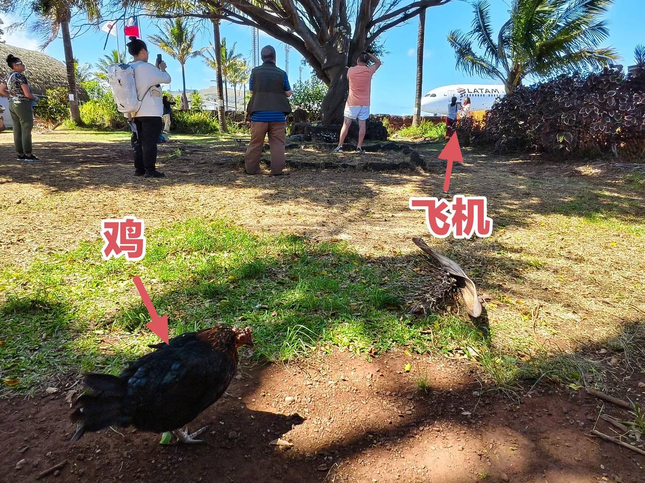 一个真正有鸡的机场[呲牙]
​📍复活节岛机场