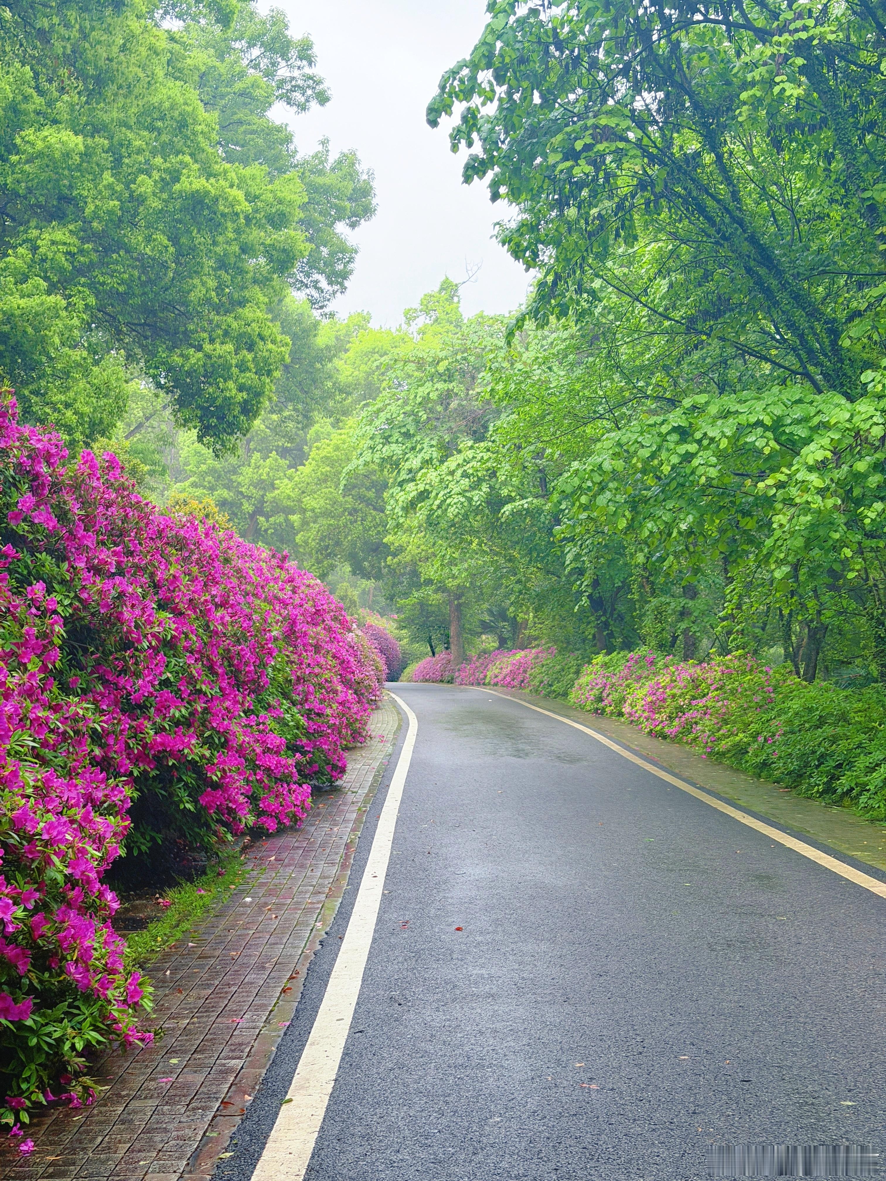 武汉旅游攻略武汉杜鹃花🌺赏花宝藏地✅赶紧收藏~武汉杜鹃盛花期已到！整理了市区➕