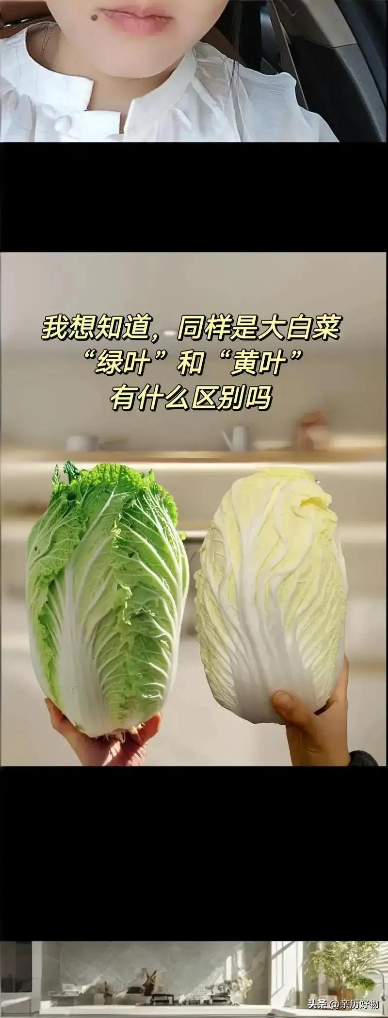 又到了吃白菜萝卜的季节了，大家是不是都在纠结该选哪种白菜呢？黄白菜和绿白菜，到底