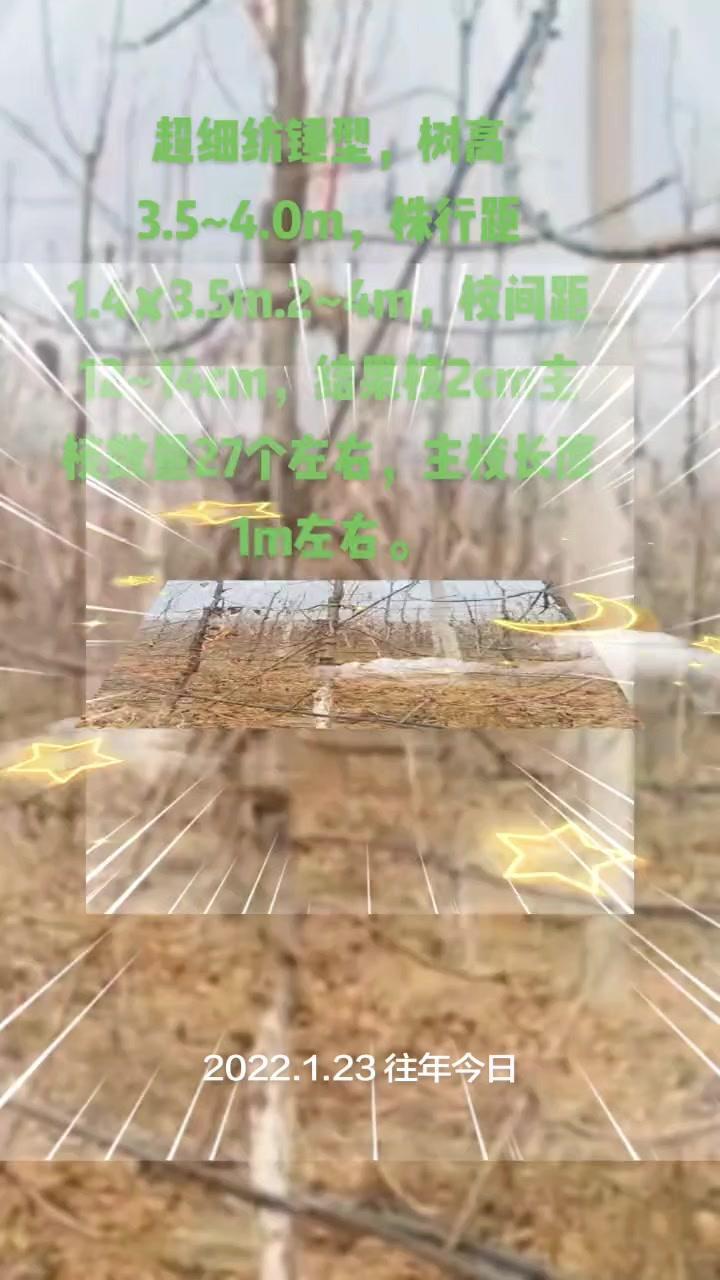 大樱桃超细纺锤形怎么管？🌱大樱桃种植，超细纺锤形修剪要点来了！
首先选留健壮中