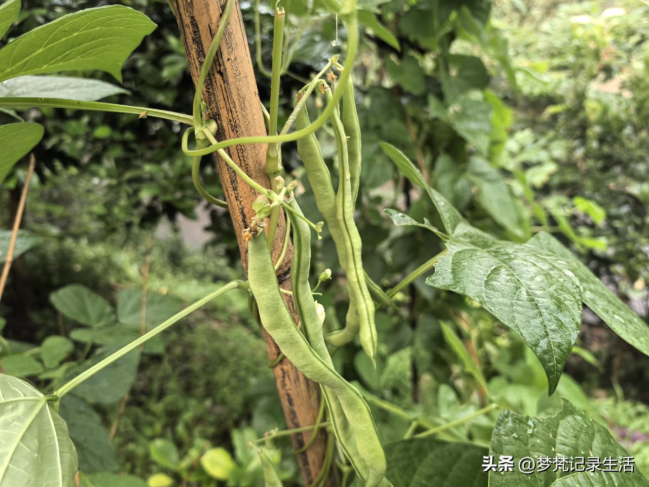 我爸做黑暗料理的功夫真的达到了炉火纯青的地步，可以说前无古人后无来者，无人敢望其