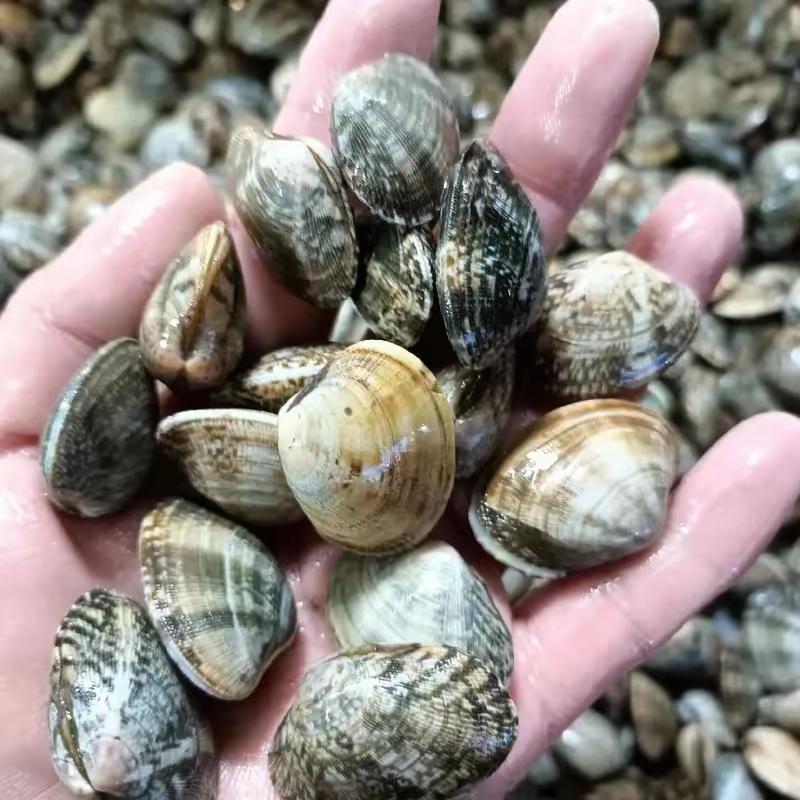 王铎：网上评，中国哪里的蛤蜊鲜？有大连、烟台、连云港、厦门和广州等等。也有拿青岛