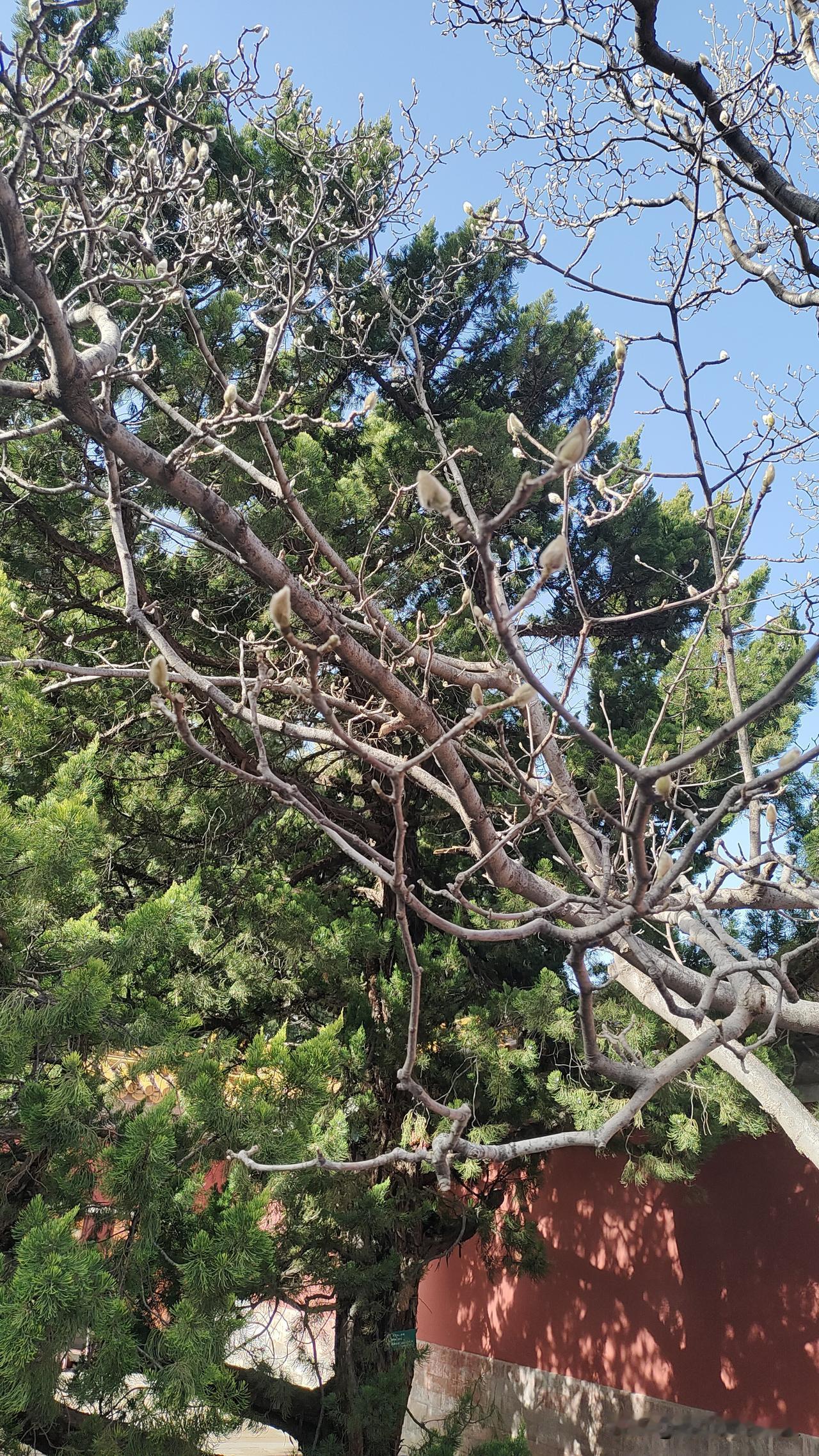 一张图证明秋天来了玉兰花树开始长出花骨朵了。