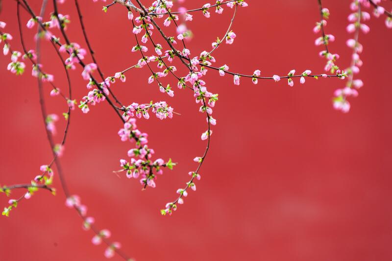 “燕语柳如烟，桃红映碧天”，好一派春日盛景！
燕语声声呢喃，仿佛在倾诉着春日的柔