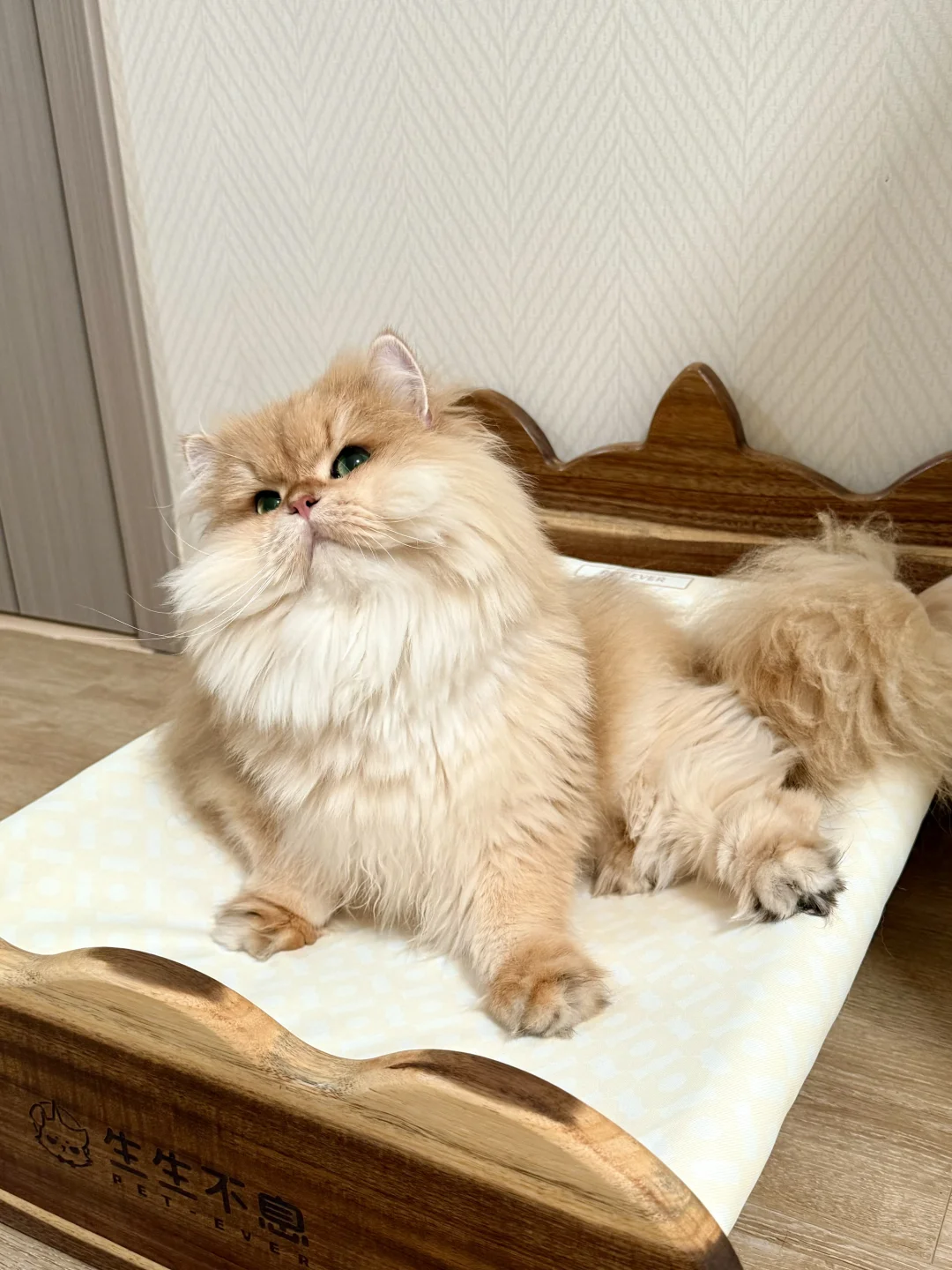 🐱：今晚选哪个ee一起睡呢