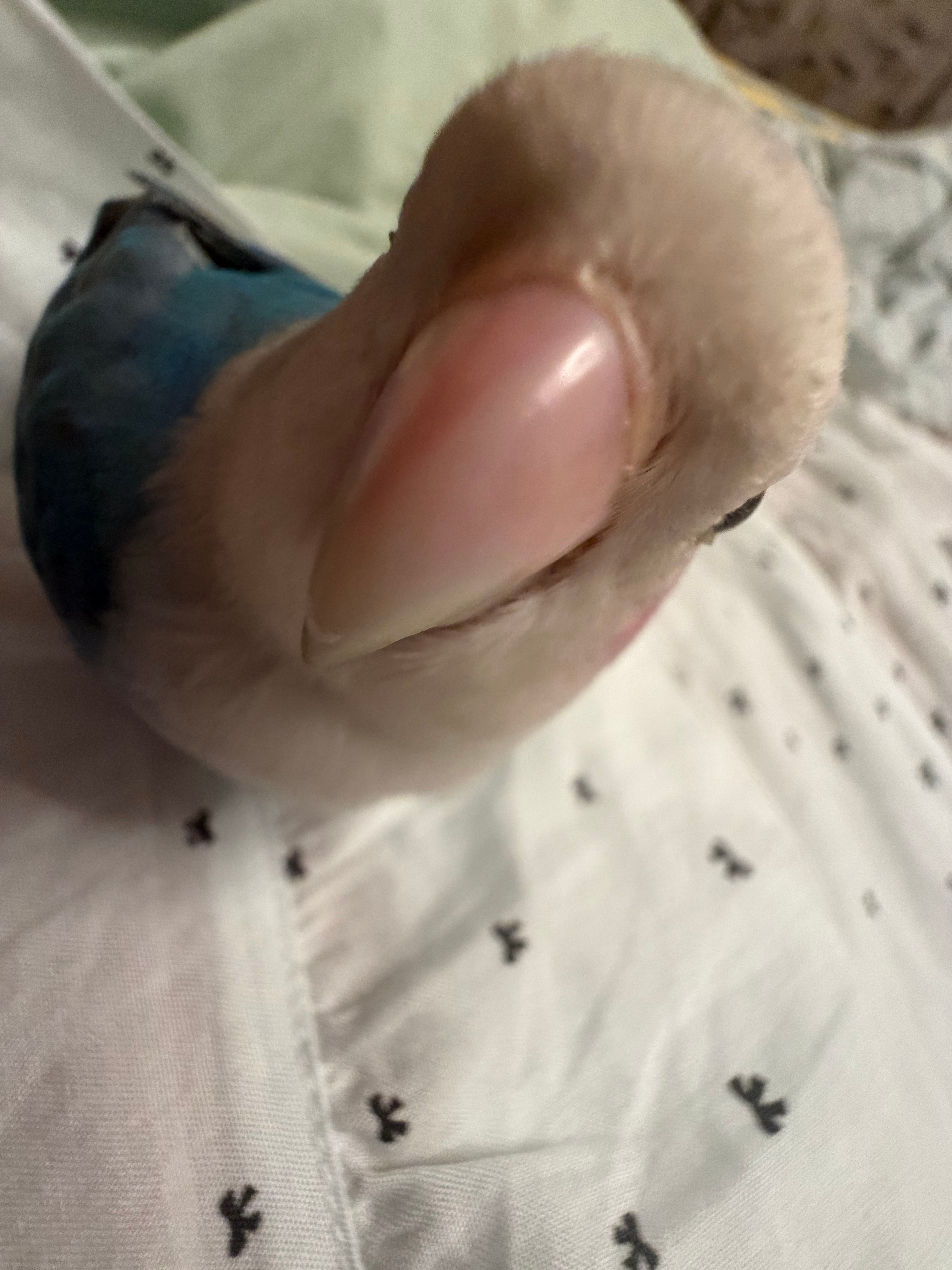 一根杏鲍菇？ 