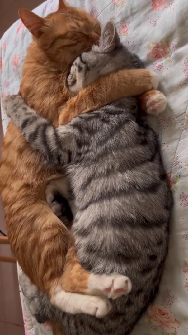 一看就是刚结婚，但凡超过一年都不会这么面对面躺着[偷笑]