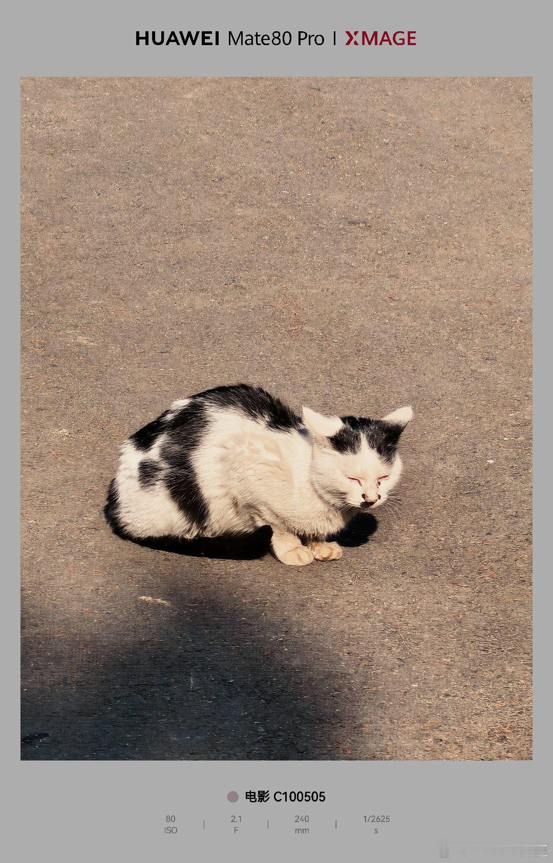 在猫眼里你玩手机有多奇怪或者我们应该用手机记录下，那只猫咪！ 