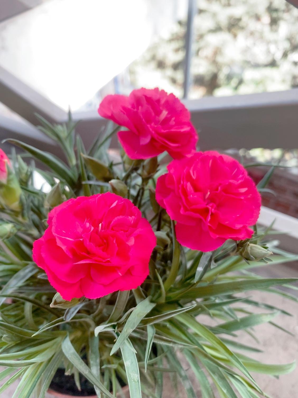 春天就是好，可以观赏不同的花

春天一到，最让人期待的，就是随处可见的花开。不用