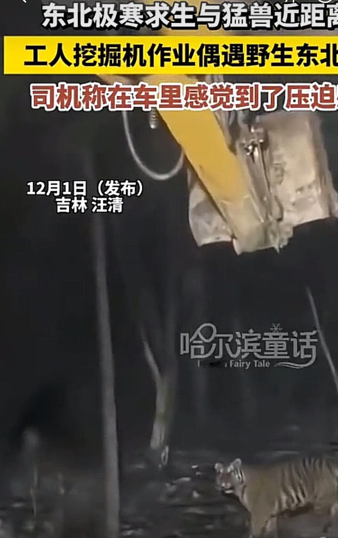 吉林挖机师傅与东北虎深夜对视！网友：它那眼神，我大气不敢喘】
🐅绝了！ 吉林延