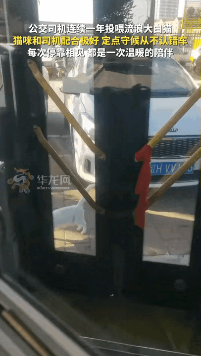 辽宁营口。公交司机坚持投喂一只流浪大白猫，整整一年时间。猫咪早就记住了这辆公交车