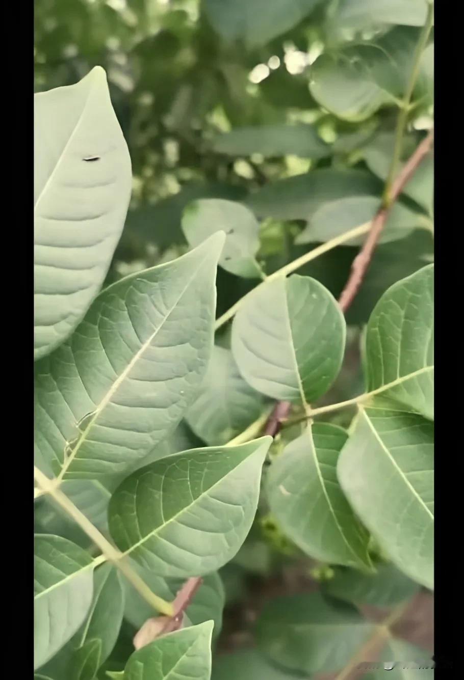 大家注意看，这就是古诗中，遥知兄弟登高处，遍插茱萸少一人中的茱萸了！它也叫茶辣子