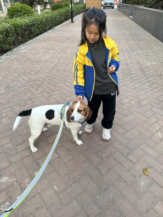 比格犬对小朋友很友好