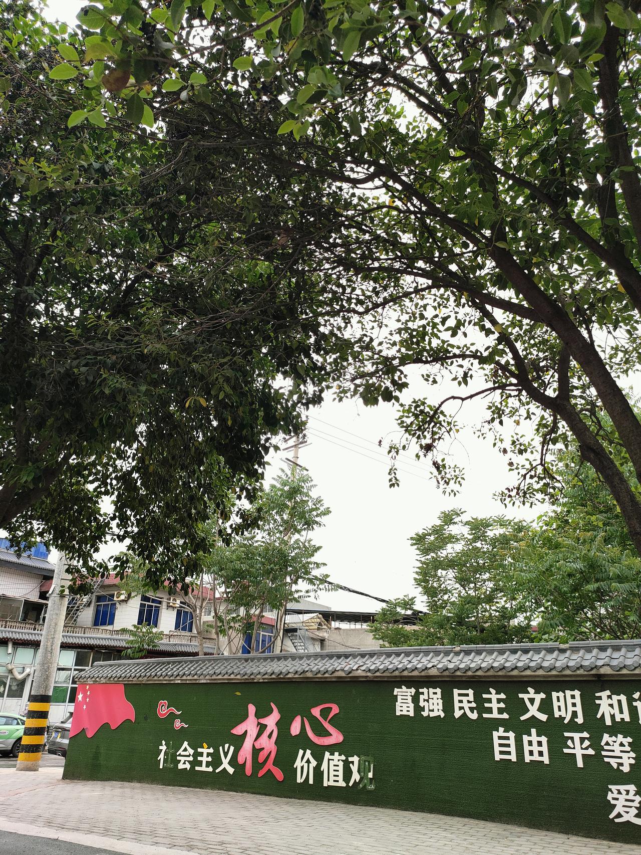 随手拍张照树荫下的街角，藏着最踏实的烟火日常。