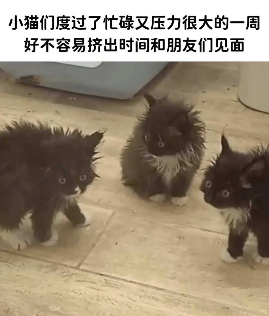 今日份的猫猫梗图～