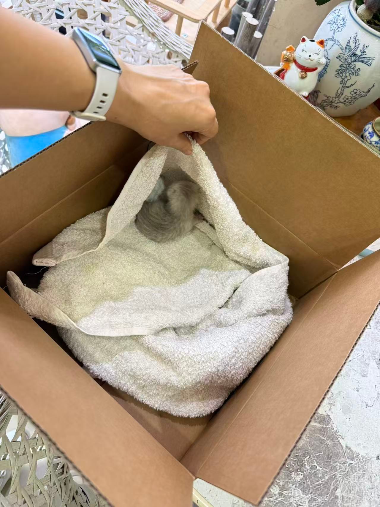 垃圾站被扔掉的这个小宝宝，好像脚脚长肿瘤了还是啥？生病被扔  。。[晕]猫咪 ​