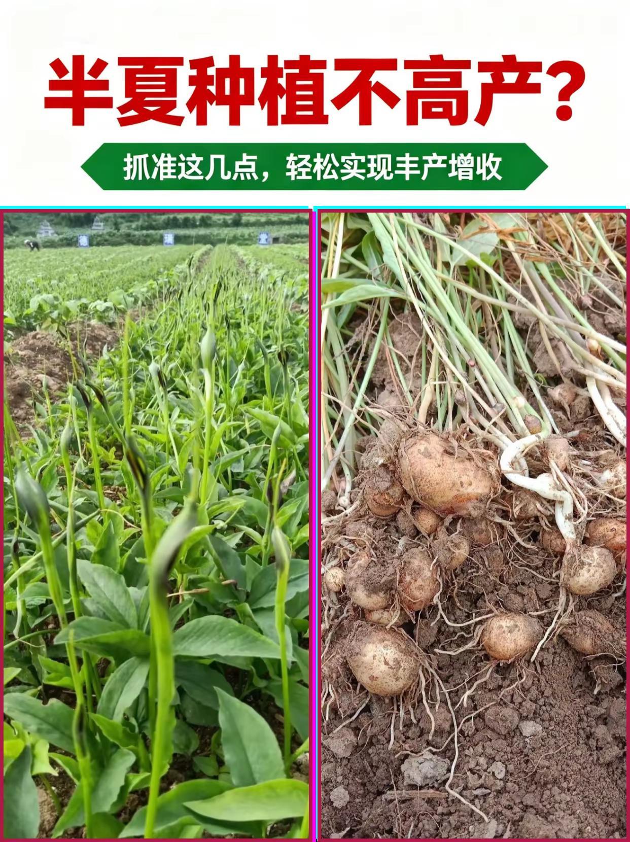 半夏种植不高产？抓准这几点，轻松实现丰产。半夏种植 药材种植
