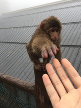 暖貂热看法律