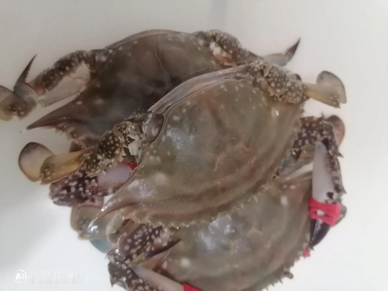 海螃蟹是我的最爱，我是个吃货，最爱吃海鲜，海鲜首选是海螃蟹。
每年五月份，十月底