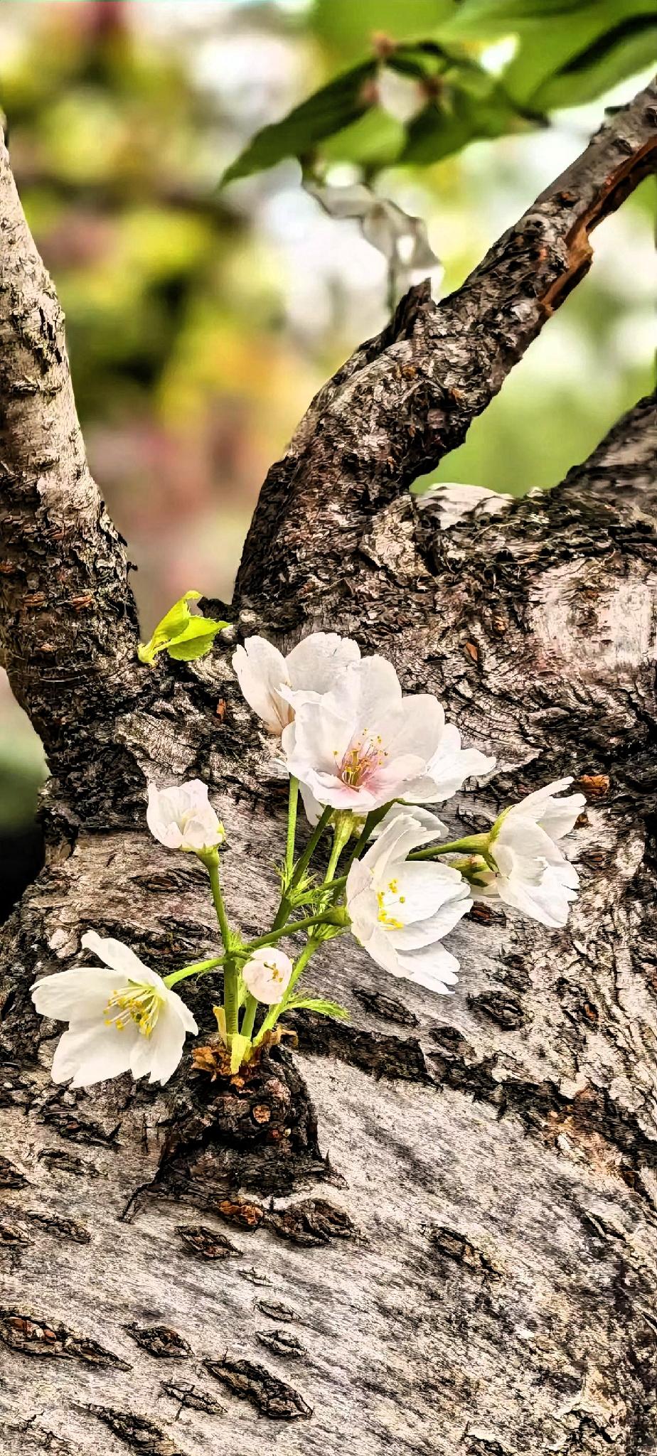 春日里，樱桃花粉白交织，生机勃勃，正为未来的果实默默积蓄力量。微风轻轻拂过，朵朵