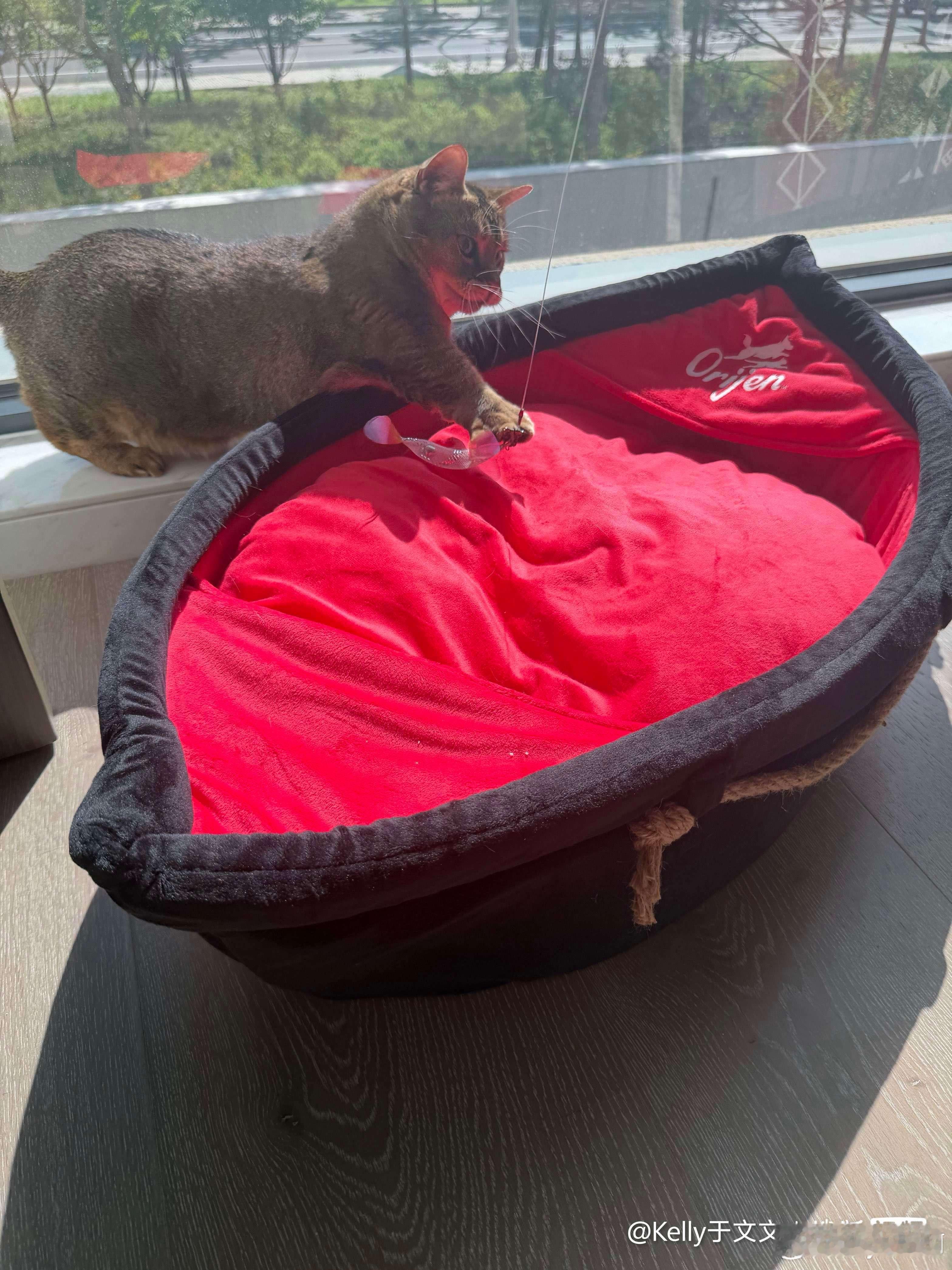 于文文 yww想做于文文的猫 🍡：“想钓鱼又不敢上船的朵猫猫”朵姐的小床床红的