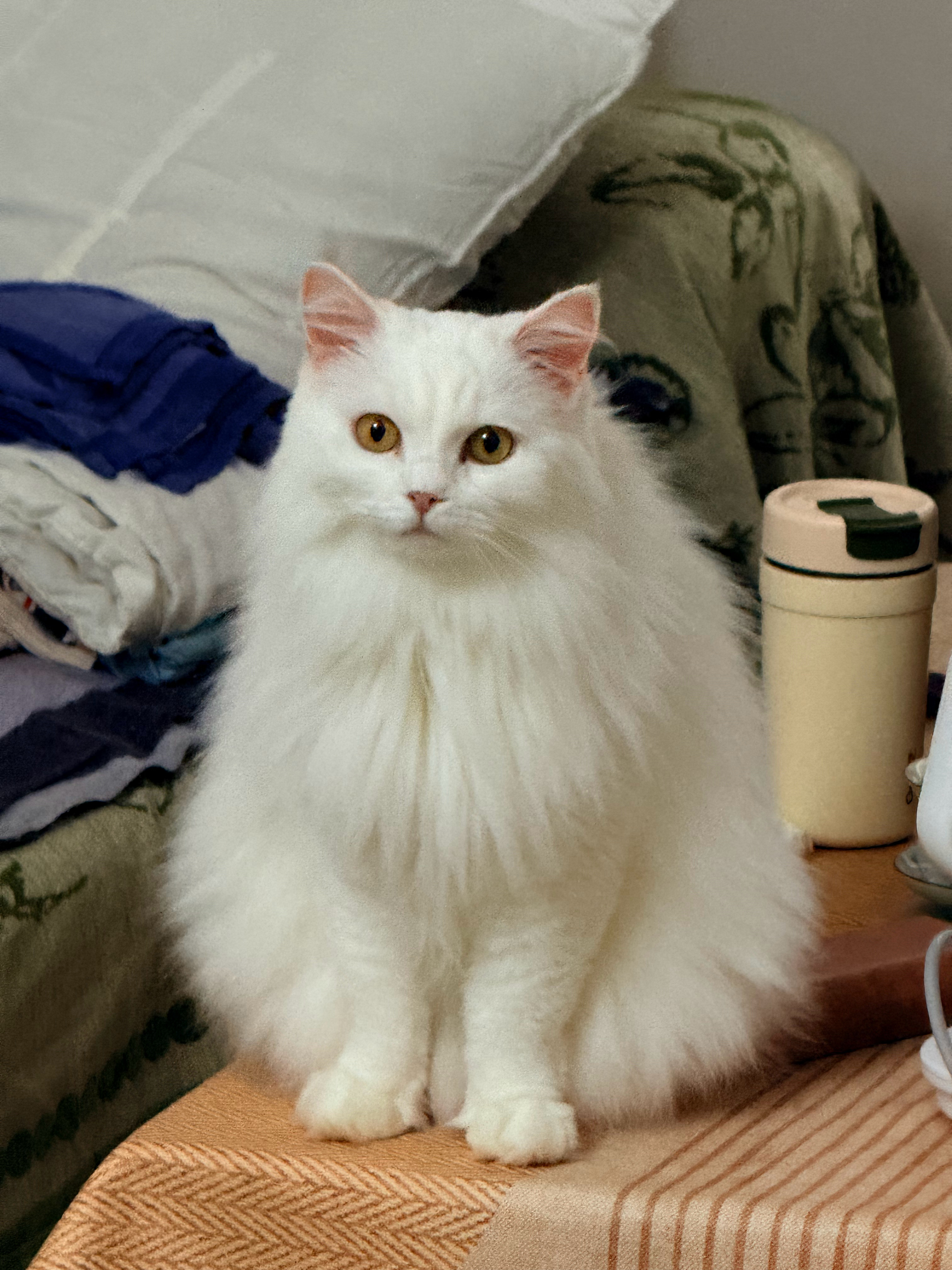 小猫很担心你！今天起来我头晕又仆到在床上，笑笑急得一直来闻我拱我，后来甚至跑去扒