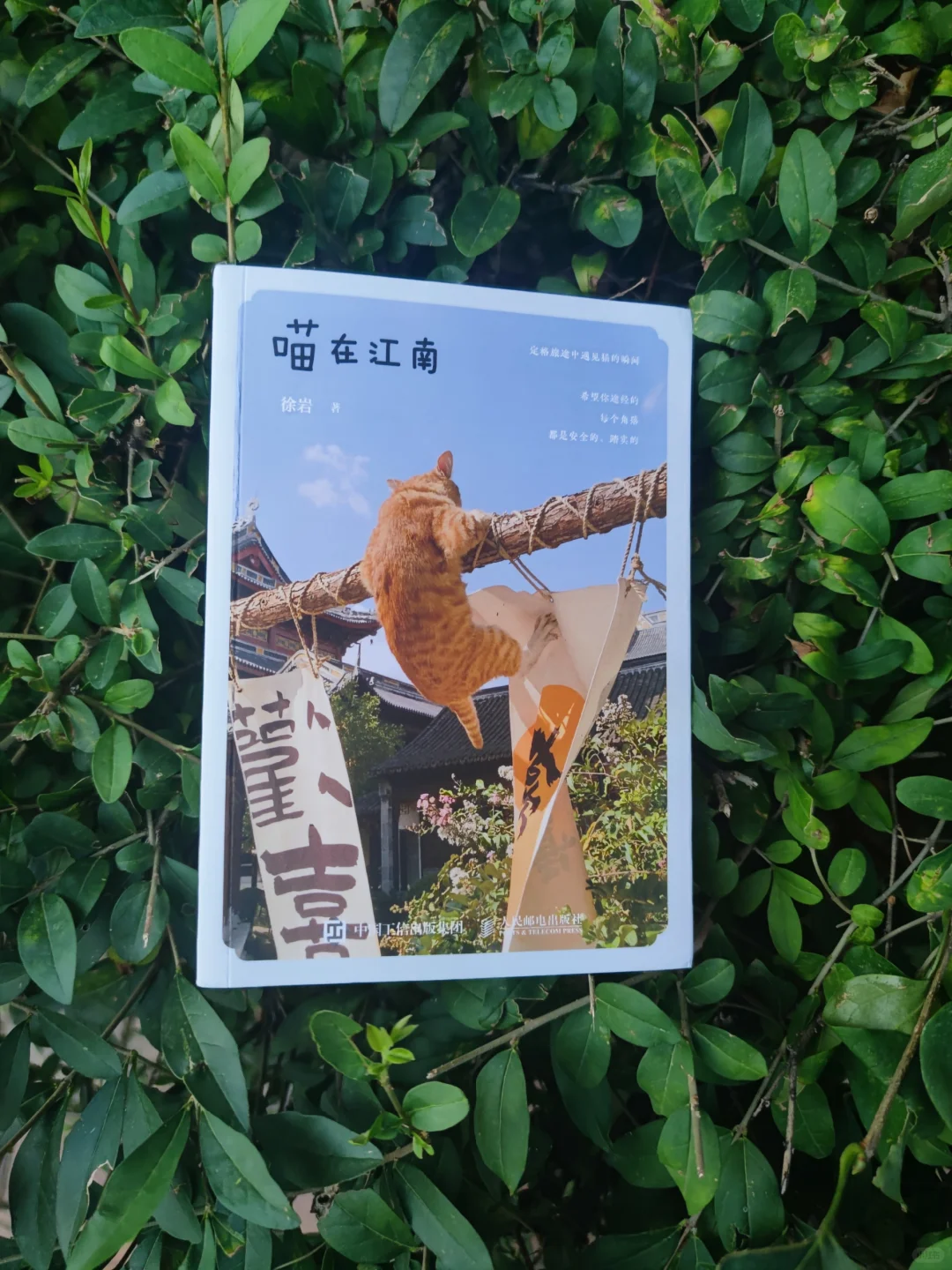 《喵在江南》：徐岩旅途中的撸猫日常