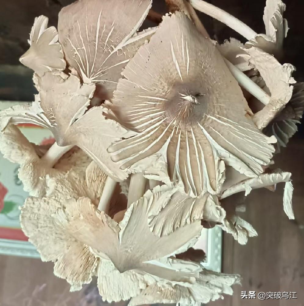  

它算不上市面上炒作的热门菌种，可真正大山里自然长出的野生山马菇，却是难得的