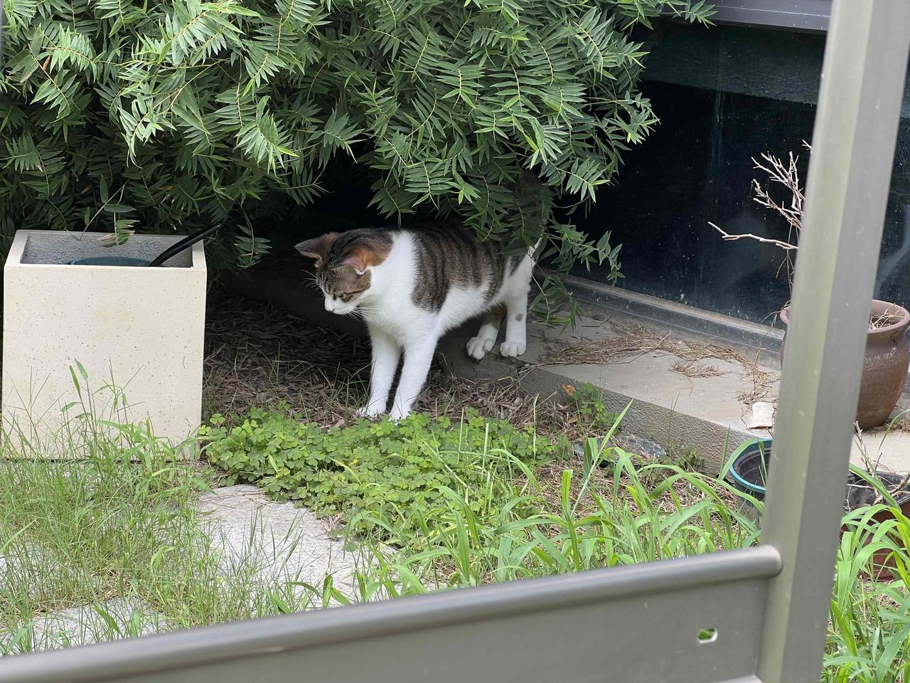 胆大的猫狗先享受院子里的微风～