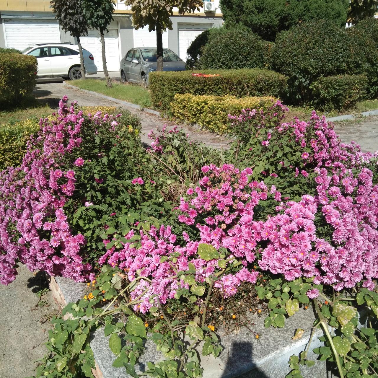 这是我们小区里的。
大家看看是不是菊花？如果能入药的话，我就采点备着。
上火上的