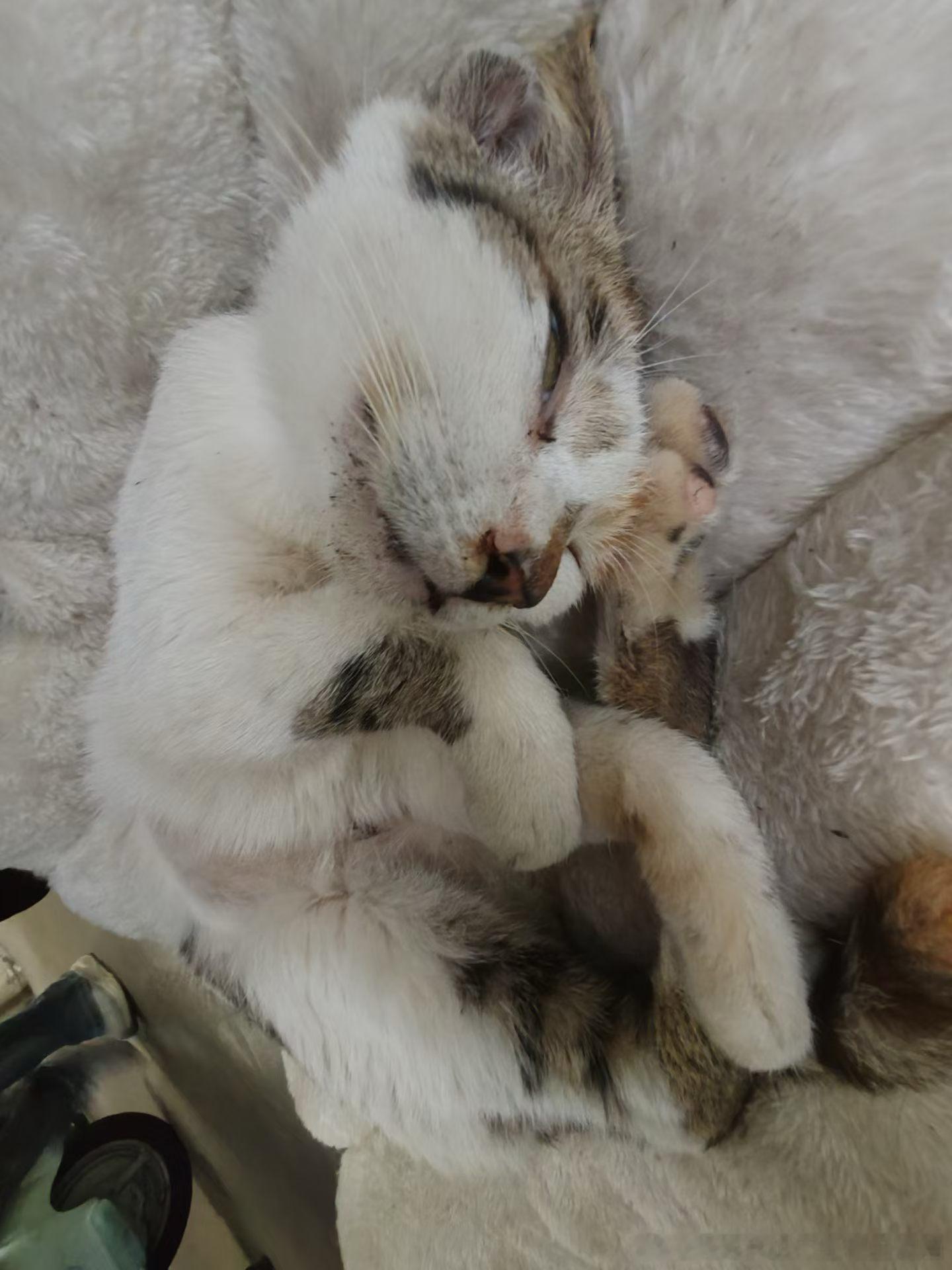 49483【丑猫】学姐朋友圈发的丑猫，遂画丑猫卢浮宫