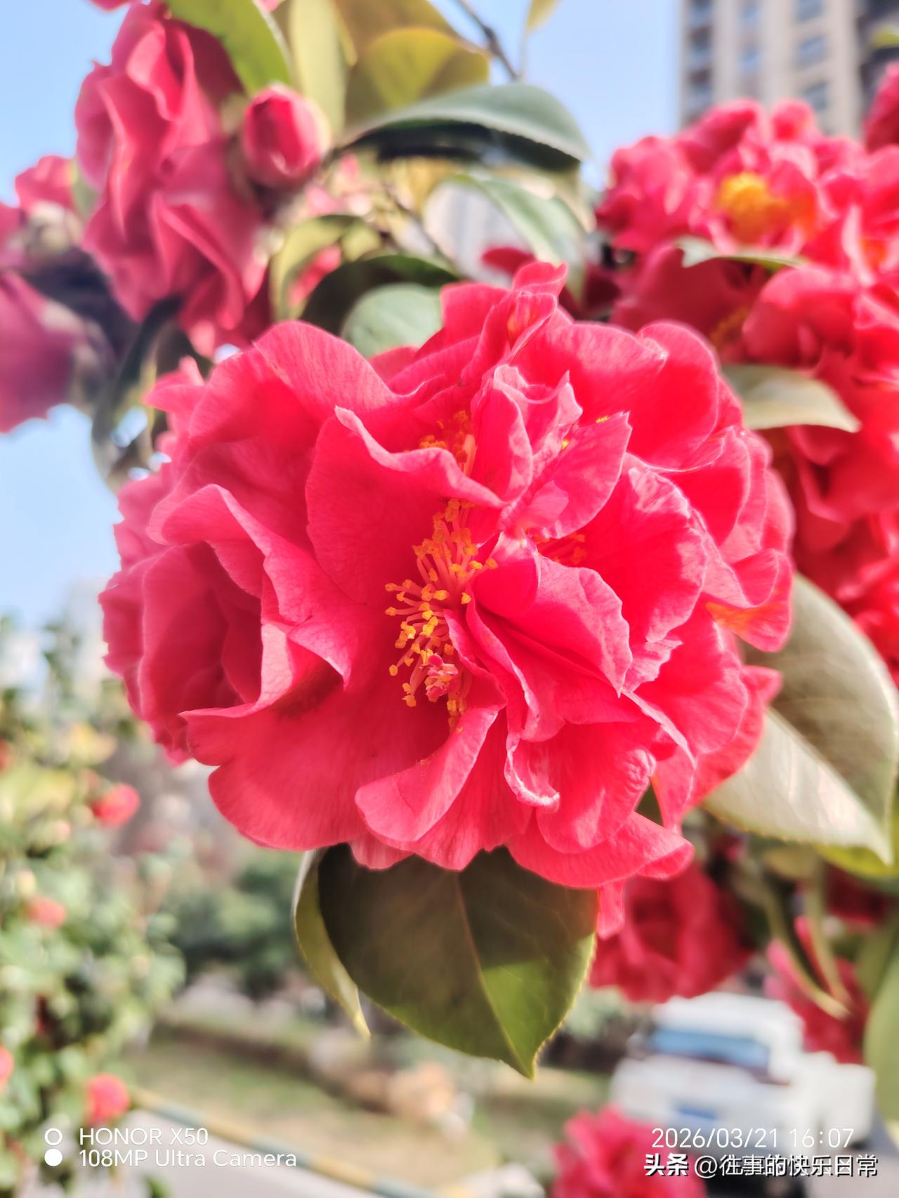 晒出你的本地生活3月21日小区里赏花