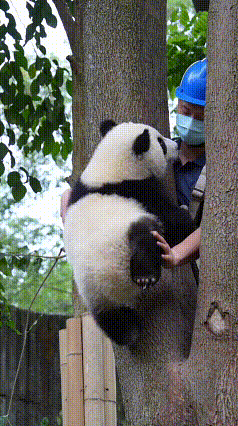 看完这段视频，熊猫奂瑶趴在树干上不肯下来，饲养员在一旁耐心引导，伸手托着它的腿想