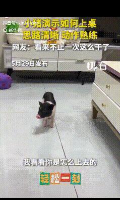 成精了！男子养了一只小猪，外出前在桌上摆了一盘饼干，回来后发现饼干“被偷了”。他