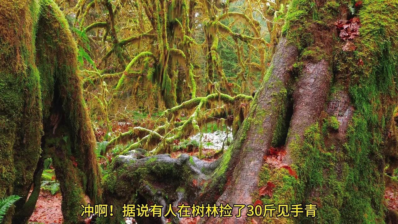 ✨据说有人在树林捡了30斤箭手青，跑进森林一看，直接进入了童话世界。

1️⃣蘑