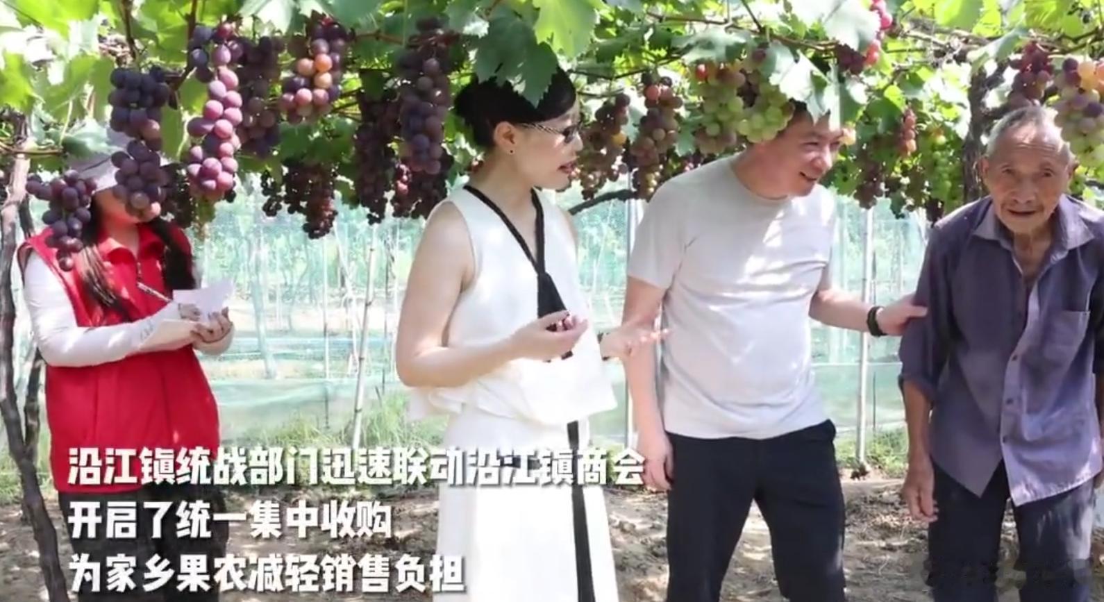 临海暖心收购三万斤葡萄守护农户甜蜜收成台风致葡萄滞销，商会企业高价收购三万斤鲜果