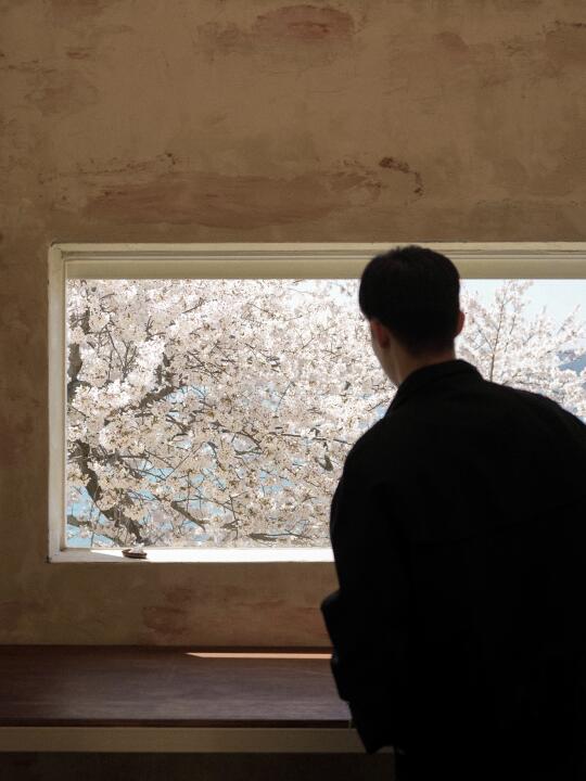 与釜山樱花初次见面